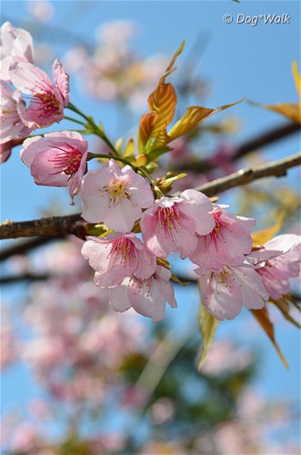 伊豆の桜