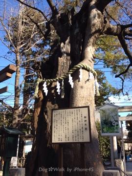 新田神社の御神木