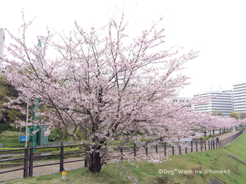 新横浜の桜