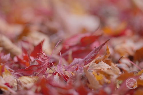 紅葉の落ち葉