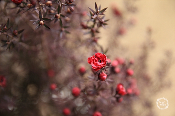 赤い小花