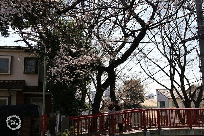 桜橋の桜