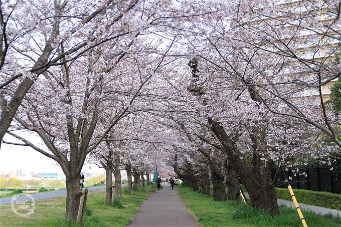 二十一世紀桜並木