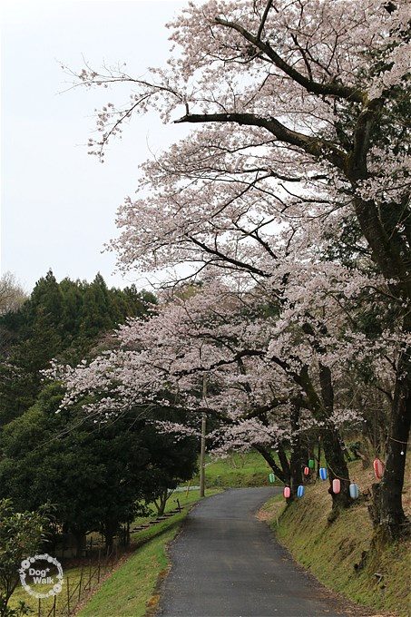 弘法山公園の桜の木
