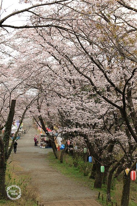 弘法山公園の桜並木