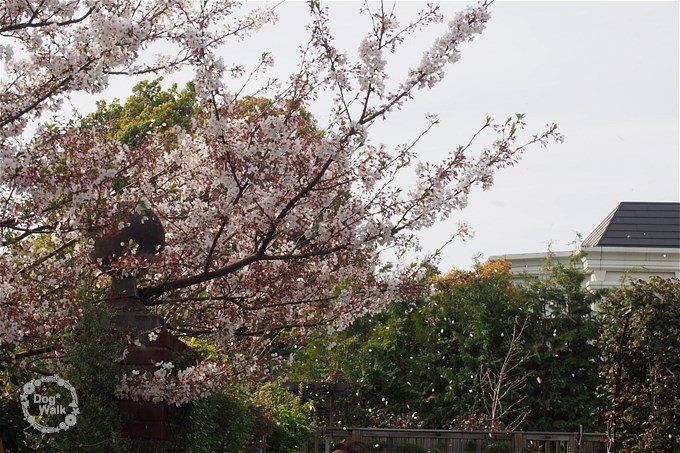 風に舞う桜の花びら