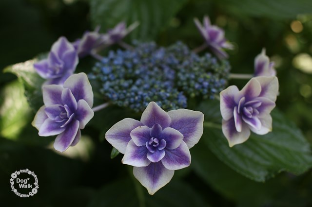 白と紫の紫陽花