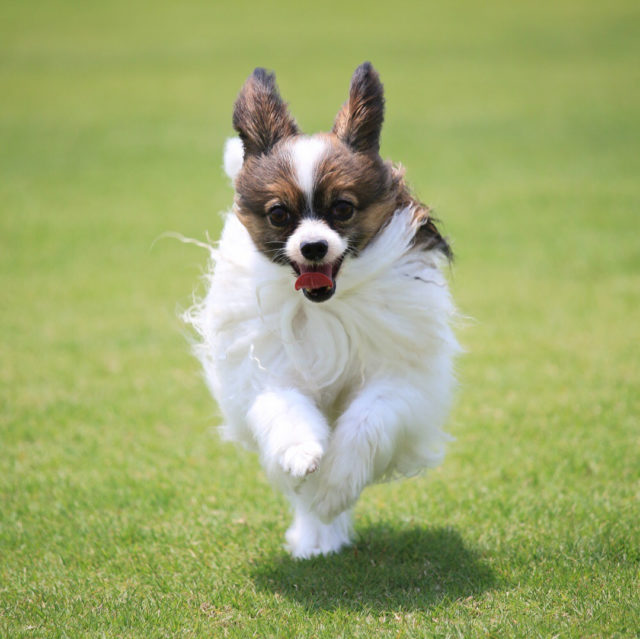 犬の肉球が剥けたらワセリンを塗って乾かさないようにしよう ほぴのあ